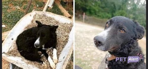 Nil Cat ||*|| 🎗🌊🐈🐩 tweet media
