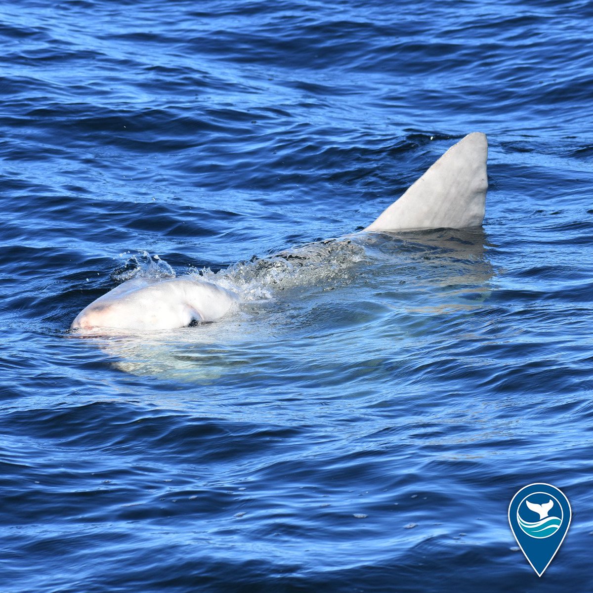 sanctuaries's tweet photo. Dun dun… dun dun… wait a second, that’s no shark – it’s a mola mola!

Also known as ocean sunfish, mola mola are the heaviest bony fish in the ocean. This one was spotted impersonating a shark in Greater Farallones National Marine Sanctuary. #EarthIsBlue #WildSanctuaries https://t.co/JYjCYK9WJV