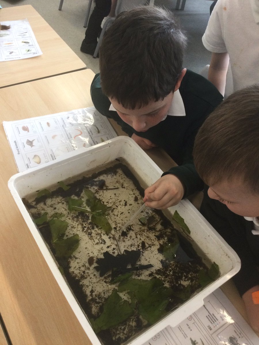 More excited children enjoying spotting the pond creatures! <a href="/hiimpactconsult/">hi-impact</a> <a href="/HiimpactZack/">Zack Griffin</a> <a href="/ComputingBedfo1/">Computing @ Bedford Drive</a> <a href="/BedfordScience1/">Bedford Drive Science</a>