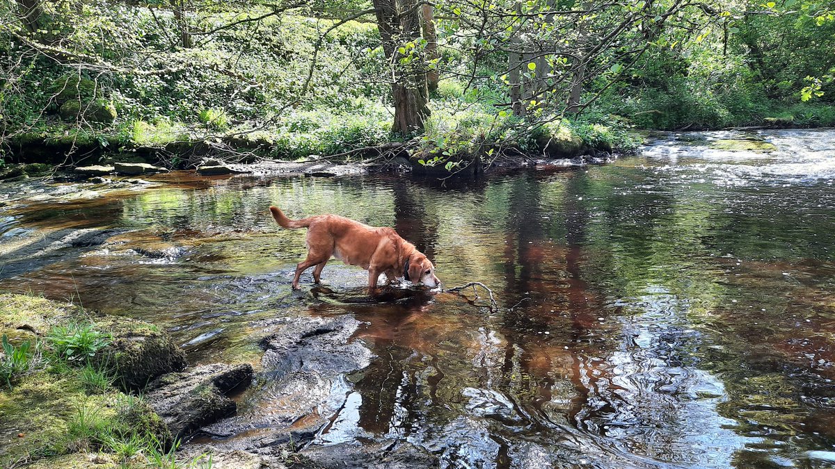 After the rain..
#woodland #Teesdale #lovewhereilive