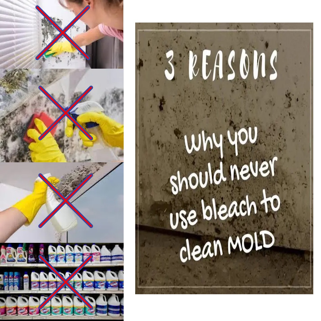 MoldAlertFL's tweet image. 