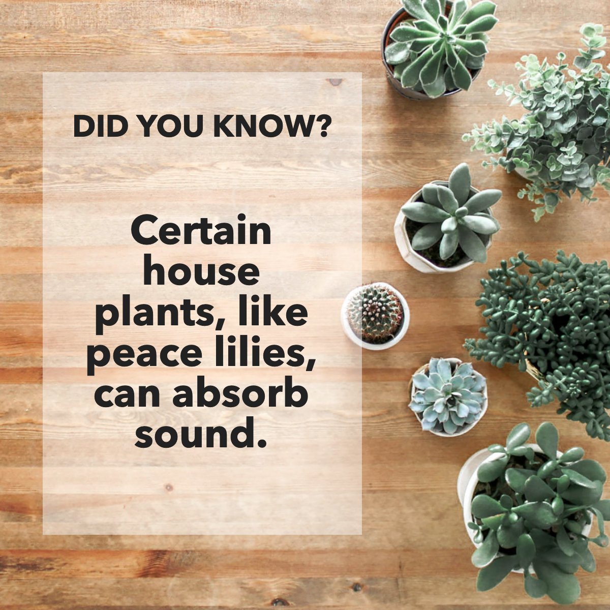 mksandstrom's tweet photo. Plants are amazing. Did you know certain indoor plants can absorb sound? 🔈

That's right. You can fill your home office with plants like peace lilies 🌷 to help reduce noise pollution and get your moment of zen back.

How do you keep your home office peaceful? https://t.co/nCF9IPKDIx