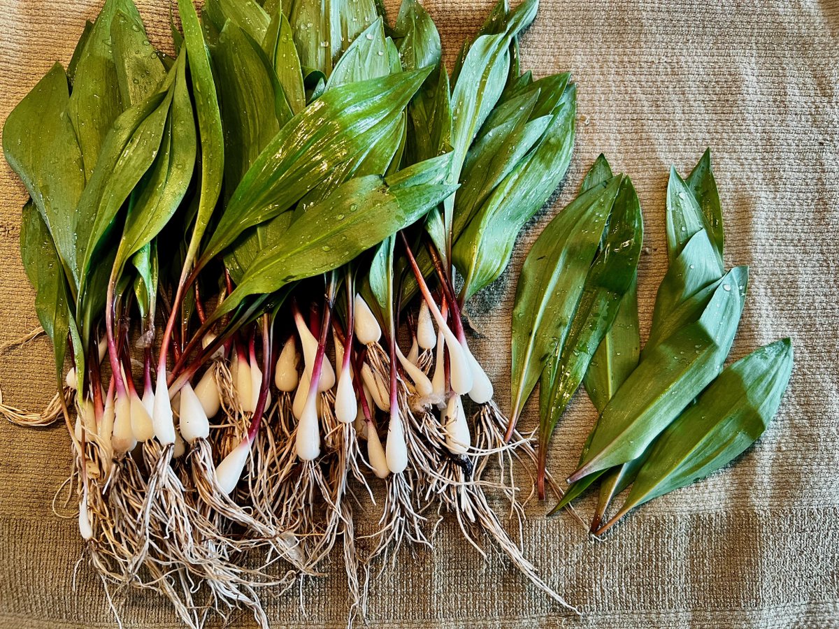 It's ramp season... pesto ahead.