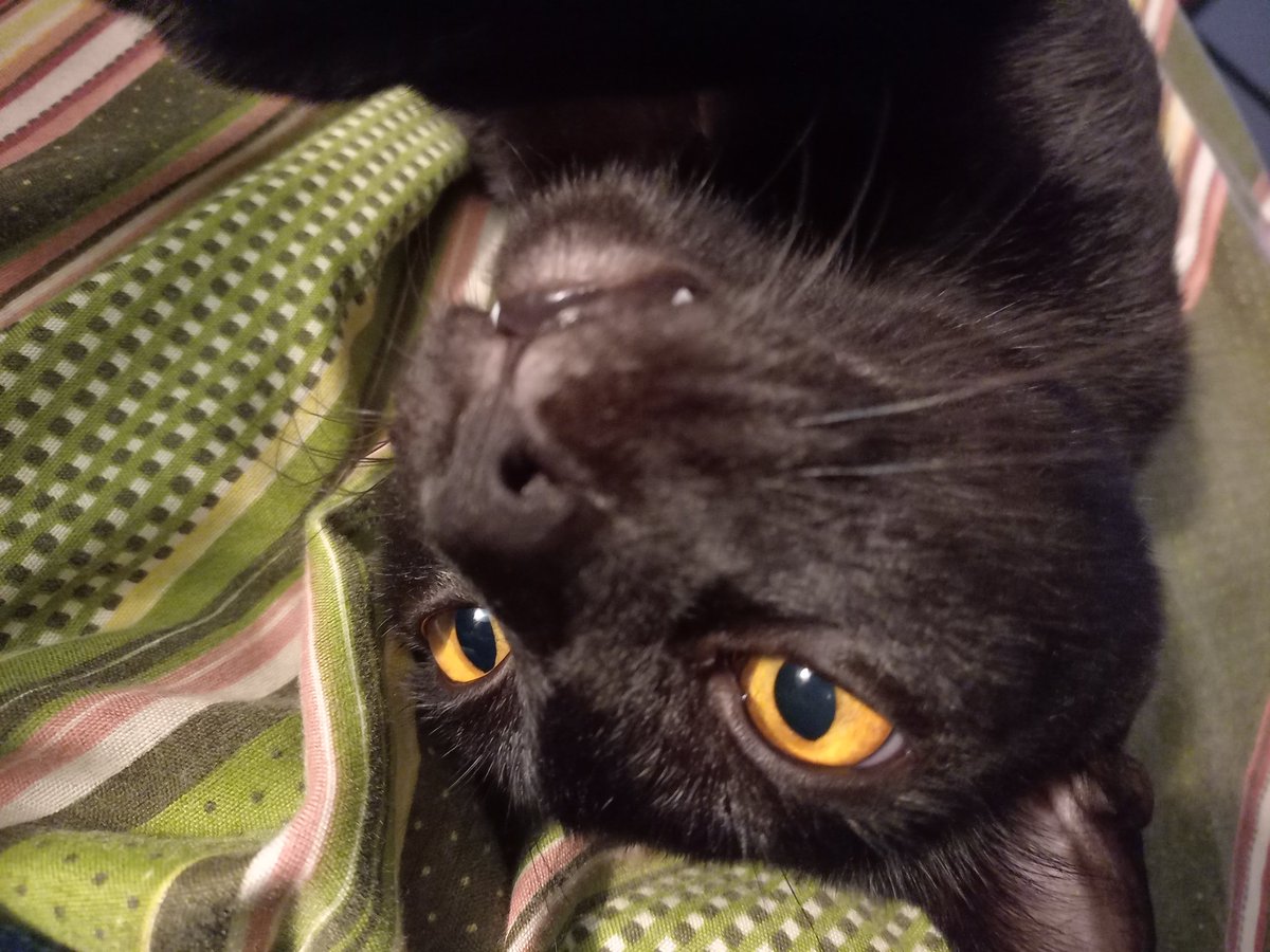WithMixiBinx's tweet image. Mi gato Binx, es bellísimo