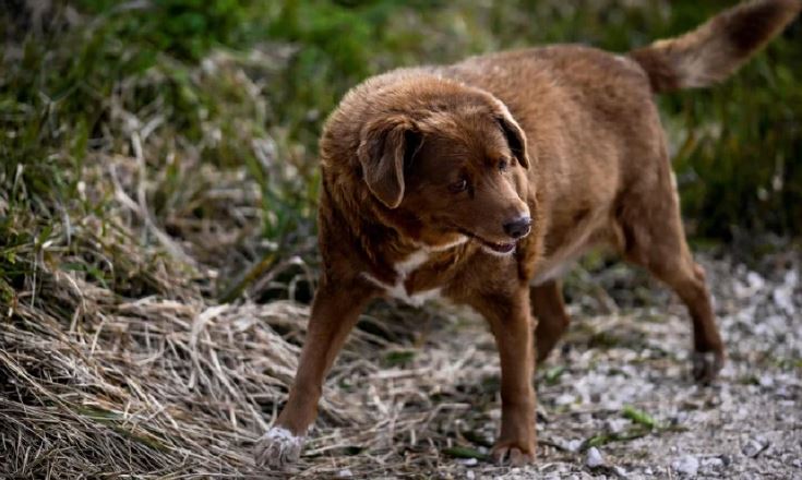 NBCDFW's tweet photo. The world's oldest dog just turned 31.
Happy birthday, Bobi! 🎉 
Here's what his family says has helped him live such a long life. 🥳
https://t.co/UtWDtgzjU0 https://t.co/VwANjtAHEm