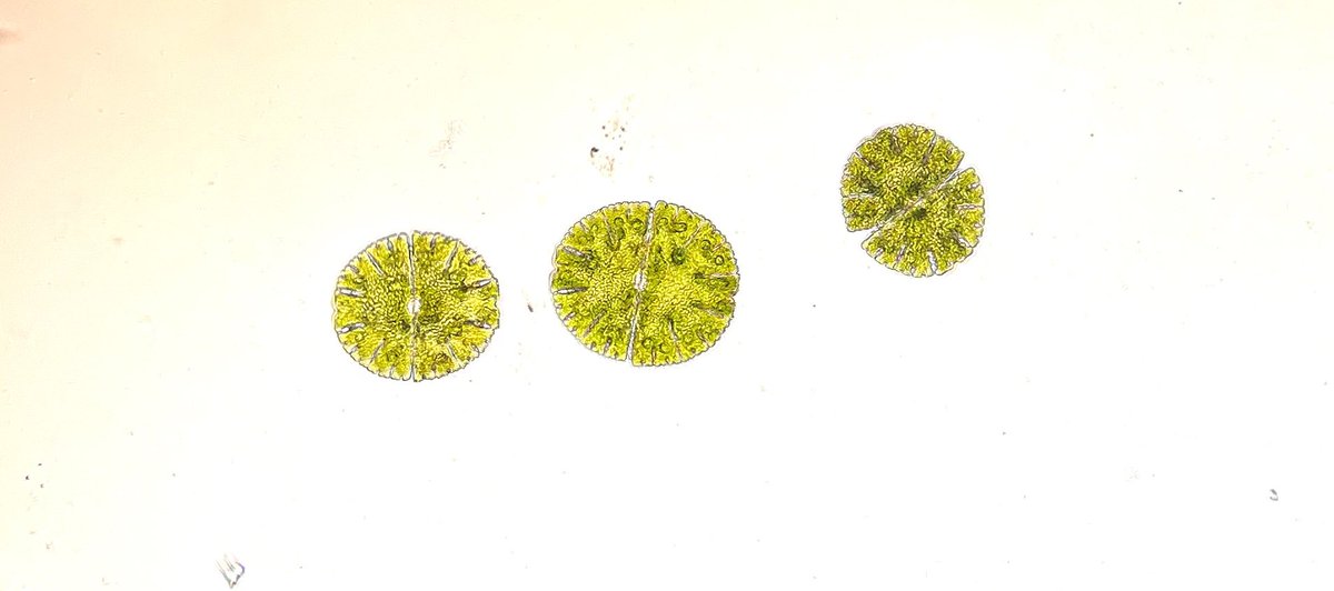 cbellissimo_'s tweet photo. A beautiful set of Micrasterias denticulata.
#desmids
#microalgae
#star https://t.co/Q3EEl3QDn9
