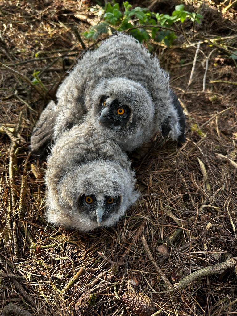 IoloWilliams2's tweet photo. Today, I have mostly been helping to ring long-eared owl chicks. Beauties! @ProductionsAden  @NatResWales https://t.co/nmK1eVYV8o