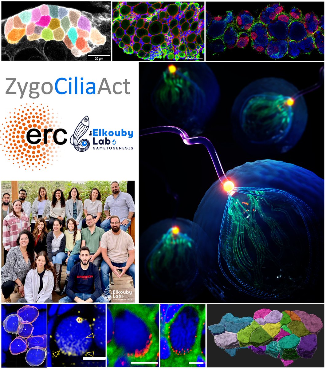 YanivElkouby's tweet photo. 🔥🔥🔥Call for Postdocs!
We have two @ERC_Research funded #postdoc positions to study the zygotene #cilium in #meiosis & #germ_cell #development in #oogenesis & #spermatogenesis in #zebrafish & human #reproduction.
Apply here: https://t.co/N16hTQef3a
By: 04/06/23
Please RT https://t.co/nqR903GOmK
