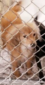 PetCuriousPets's tweet photo. https://t.co/zap8KYdkuO

#DogsForAdoption #AnimalsForAdoption #RescueAnimals #ShelterAnimals #PetCurious #ClearTheShelters #RescueDogs https://t.co/EzxfLHzA1S