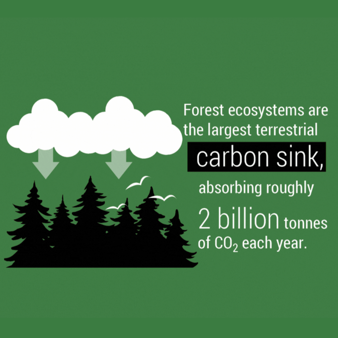 Every tree counts!  The <a href="/UN/">United Nations</a> Forum on Forests seeks to turn the tide on: 
✅Deforestation 
✅Climate change
✅Biodiversity loss

Via <a href="/UNEP/">UN Environment Programme</a> 
#BuildBackBiodiversity #BiodiversityDay