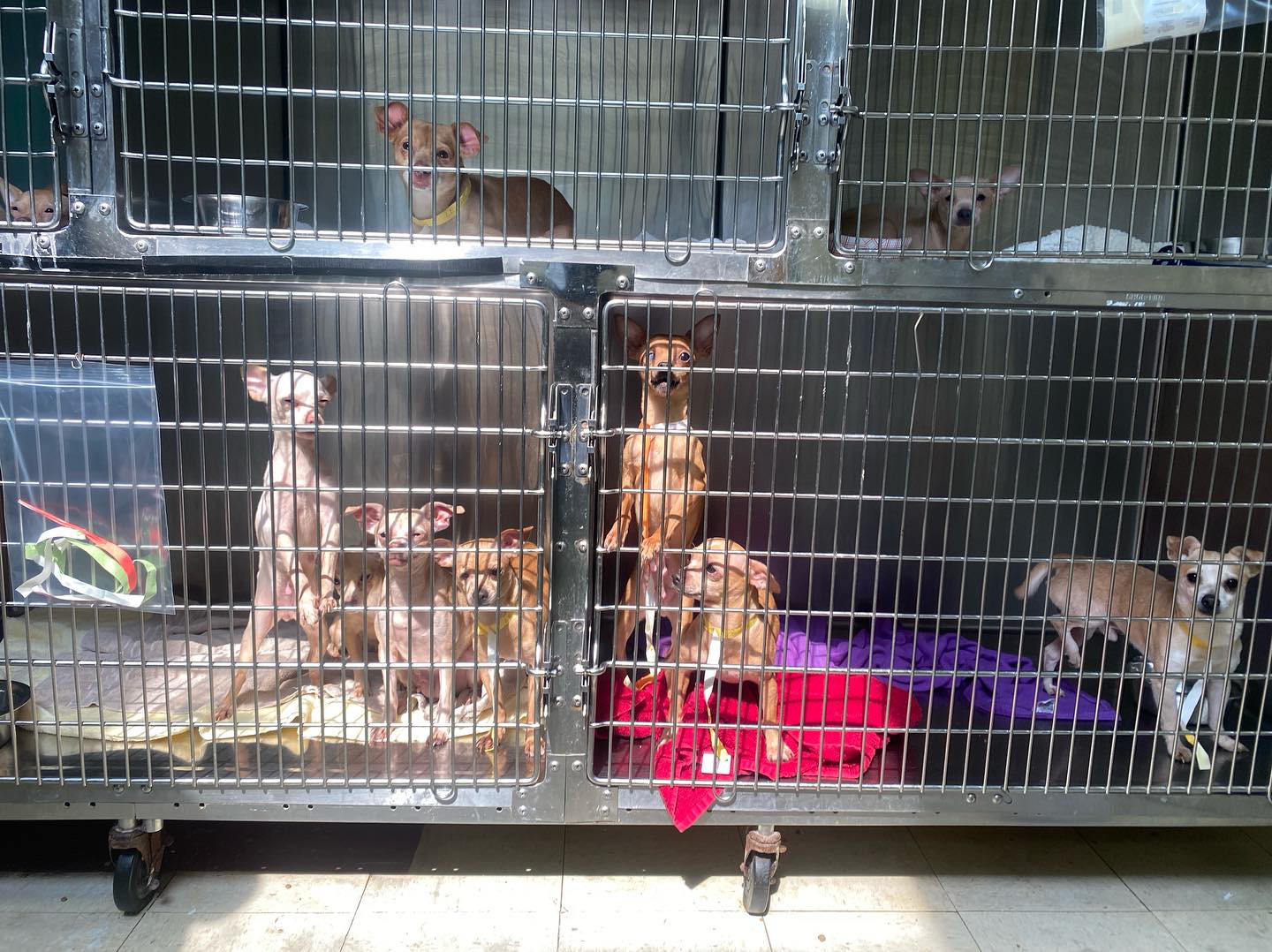 Pennsylvania SPCA on Twitter "It happened late Thursday evening The