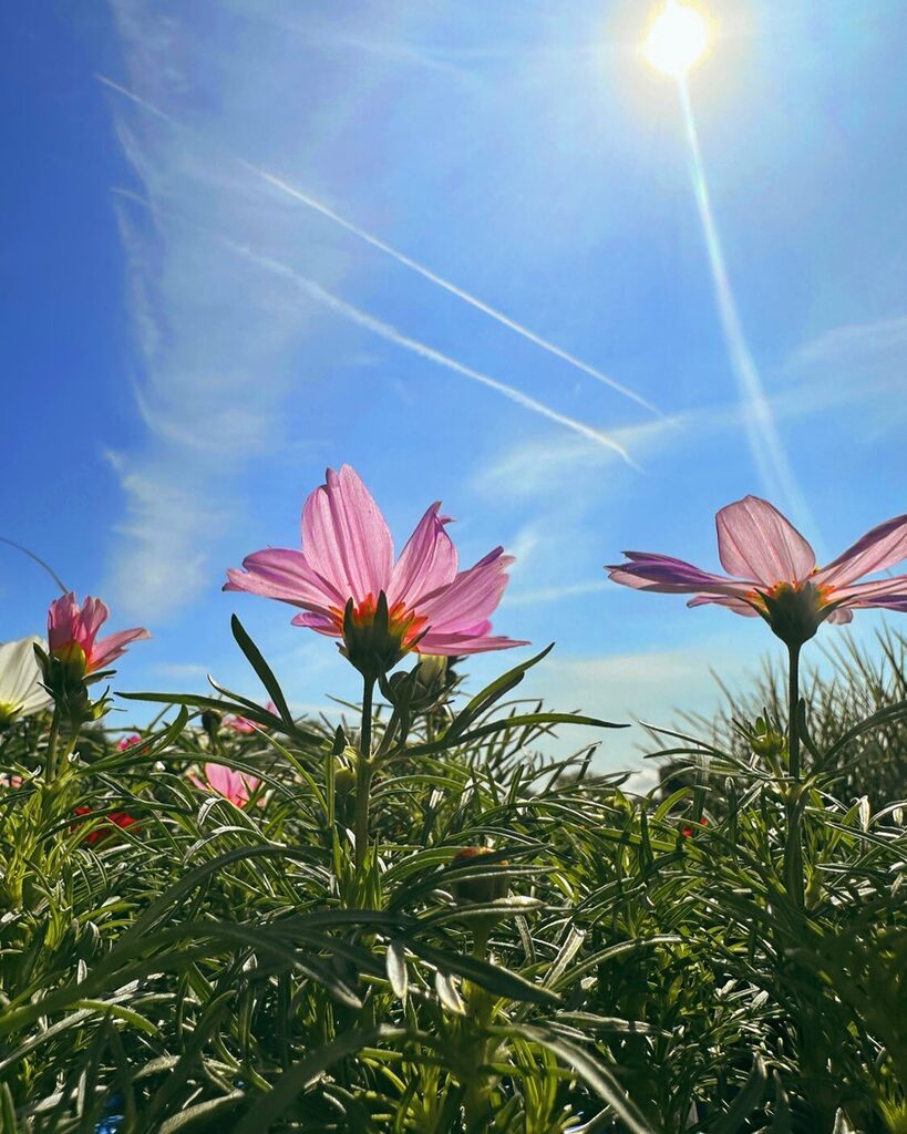 May this day be beautiful and mark the beginning of a wonderful and very productive week… ✨🌸🌱👒🫶🏼 instagr.am/p/CsRjGciuYBW/