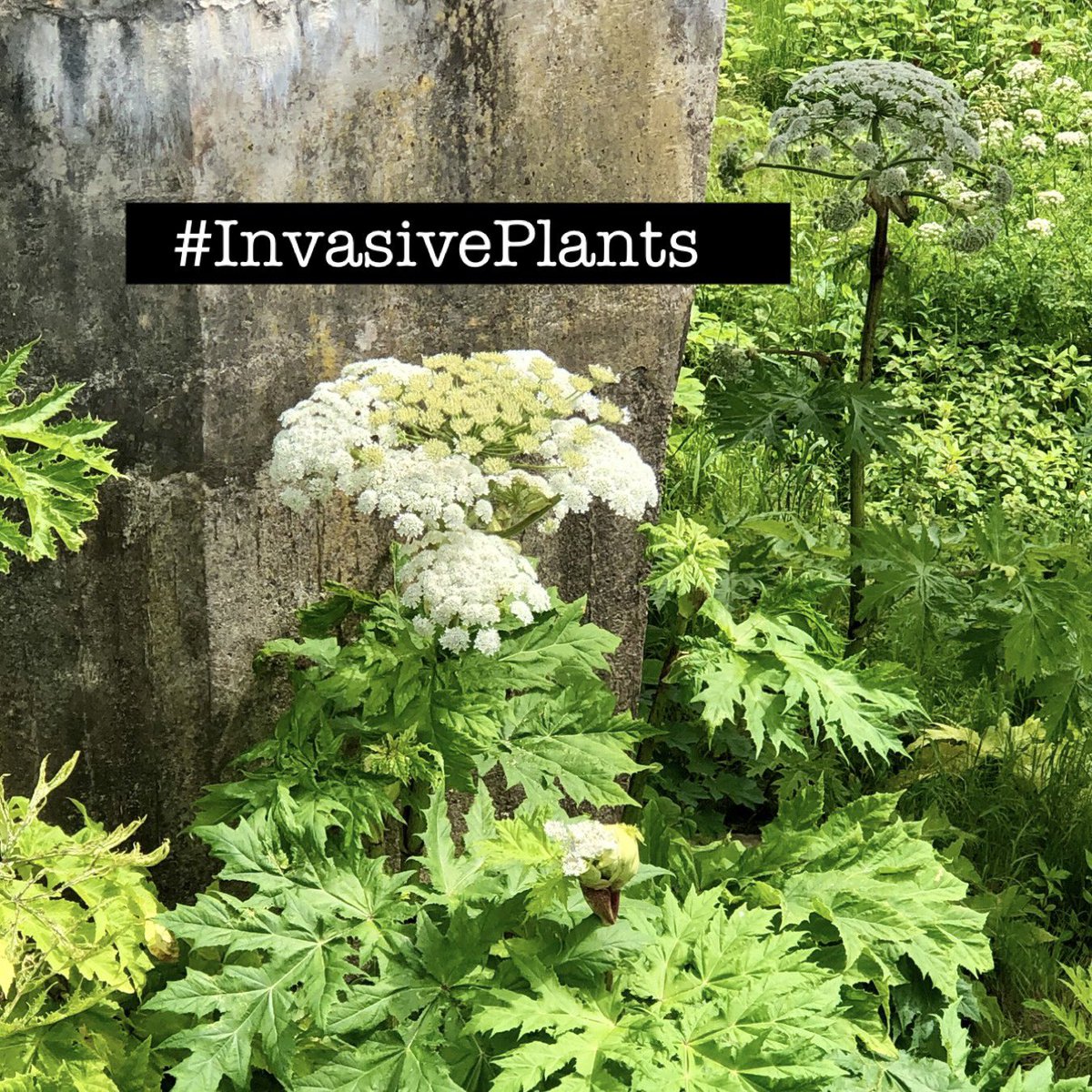 It’s #InvasiveSpeciesWeek & for the #WildflowerHour challenge we are focusing on those non-native naturalised plants that are proving problematic! Find one in bloom & share you pics this Sunday using the hashtag #InvasivePlants. Read more here bsbipublicity.blogspot.com/2023/05/invasi…
#INNSWeek
