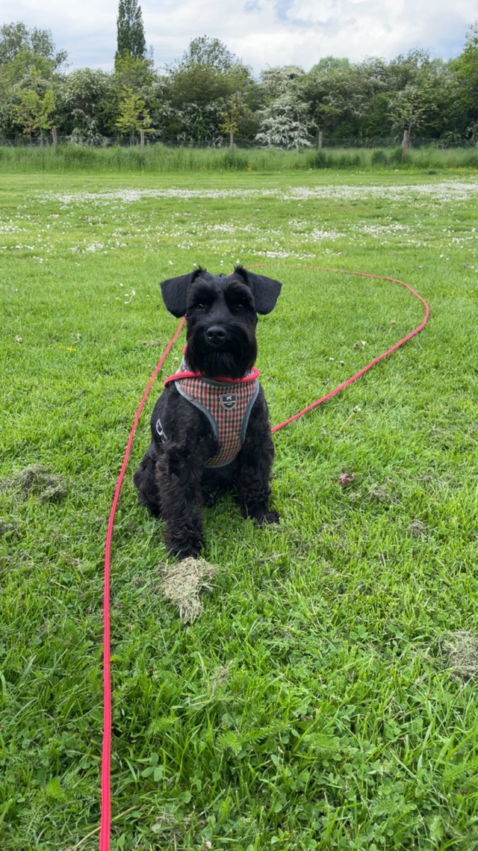 QueenPhoenix tweet media