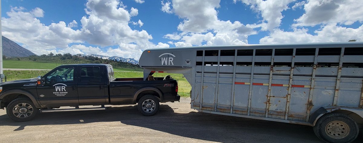 JasonWrich's tweet image. Got all the heifers hauled to grass! Glad to get them off the hay bill! Shaping up to be an epic grass year!  #KnowYourRancher @beefinitiative @modernTman #Hauling #Cowdogs