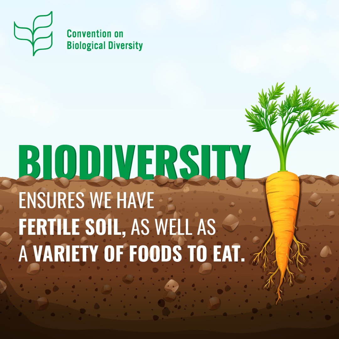 🌱🍎 Biodiversity is the secret to fertile soil and abundant food!

By preserving diverse ecosystems and protecting our precious species, we nurture the health of our planet and secure a sustainable future. #BuildBackBiodiversity #BiodiversityDay