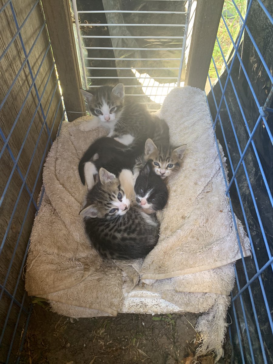 Is It Normal For Cats To Gain Weight After Being Spayed Is It Normal For Cats To Gain Weight After Being Spayed
