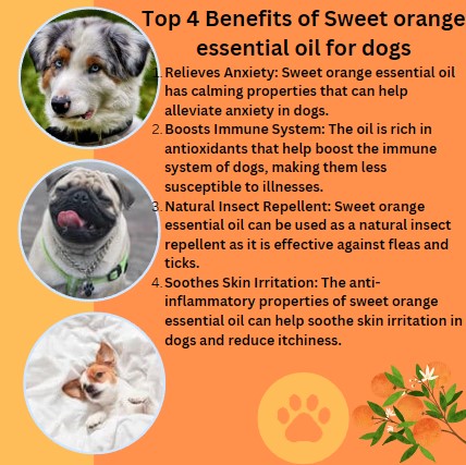Sweet Orange smells amazing too! With a natural Orange colour, they are luxury wax melts all handmade in Lincolnshire.

pawfectscents.co.uk/shop/ols/categ…

#sweetorangeessentialoil
#wellness
#smallbusinessowneruk
#naturalwaxmelts
#handmadeinlincolnshire
#handmadeuk