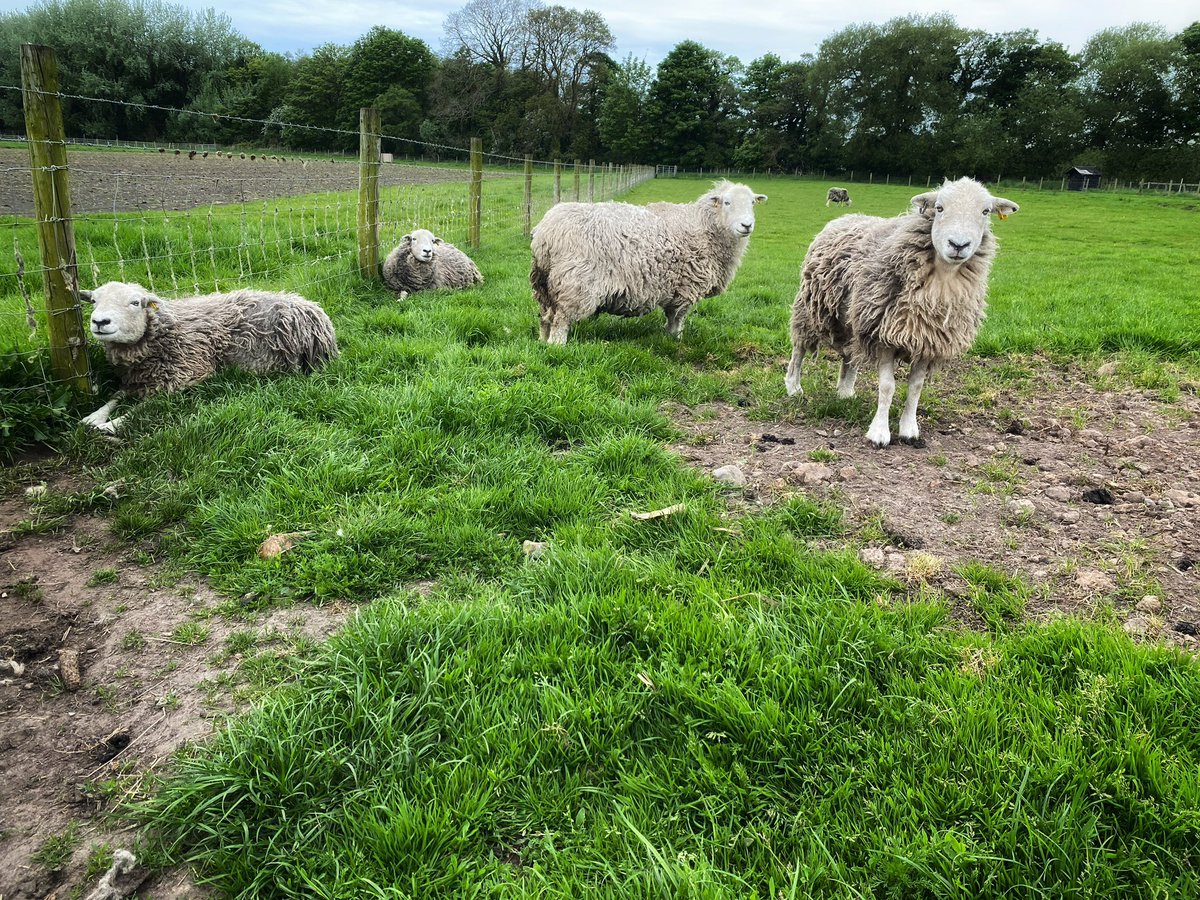 joymarie_h's tweet photo. #farmlife #farmland #windmillfarm #sheepphotography #sheepgrazing #lamb #windmillfarm https://t.co/VIGlq45UWp