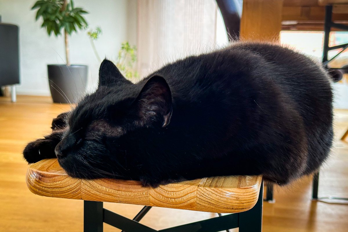 roger_sieber's tweet photo. @BraydenCreation #CatInCharge
#ShotOnIPhone https://t.co/kbxjMMCbl0
