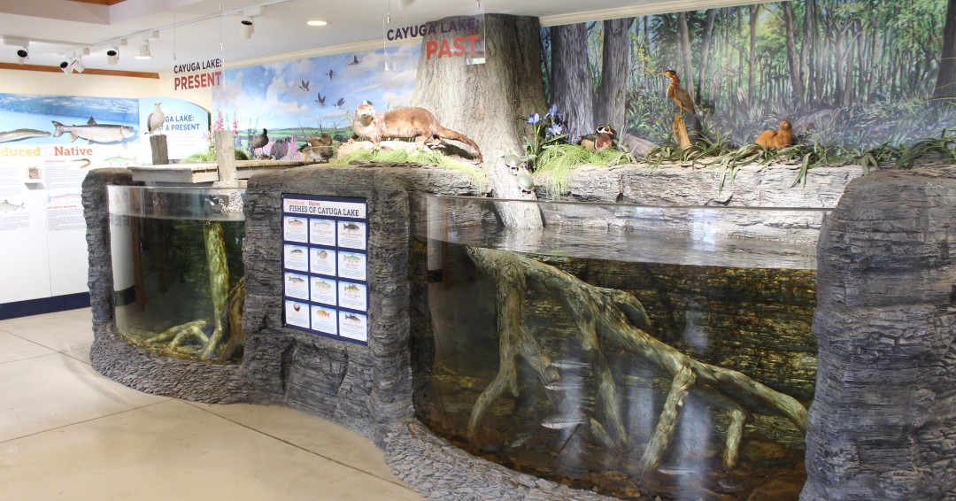 Clear out your weekend and head over to the Cayuga Nature Center for the season reopening of The Lodge on May 19th! 

Come see exhibits that were closed during the winter, but are now open! Check out the Cayuga Lake Aquarium, indoor animal room, Nature Nook, and more!