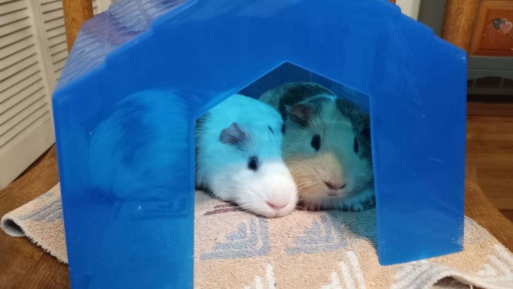 Adoption Update❤️

To the left of Peanut is Rocket...Not pictured is Fluffy (male long hair silky). All three males seem to be best friends now.

Peanut has a good temperament which I believe shows that his foster home had taken great care of the litter. We're glad he found us!