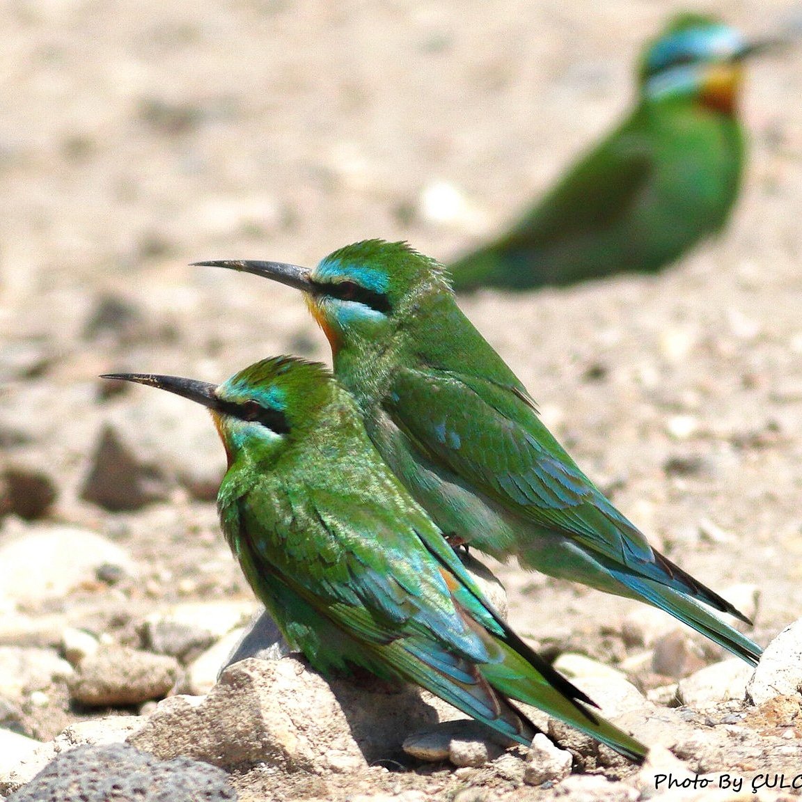 naturparkcafe's tweet photo. Green's love is different..😍😜💙🇹🇷
#yesilarıkuşu #peropspersicus
#bluechickbeeaeter #birdpx #dogadernegi #citizenscience #vatandasbilimi #birdwacthing #birecik #anatolia #türkei https://t.co/lguTh2saZ8