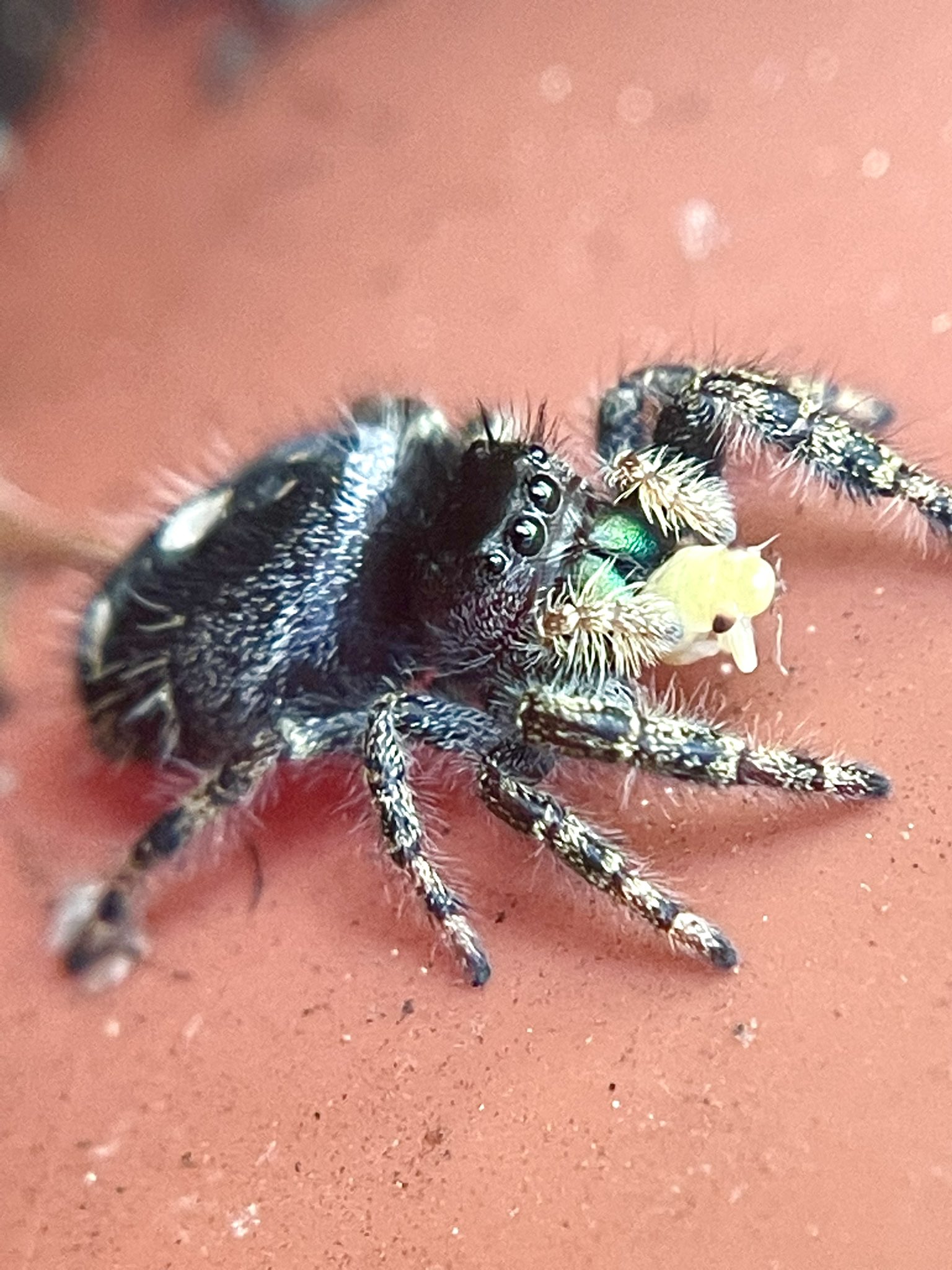 Multimedia Gallery - A bold jumping spider