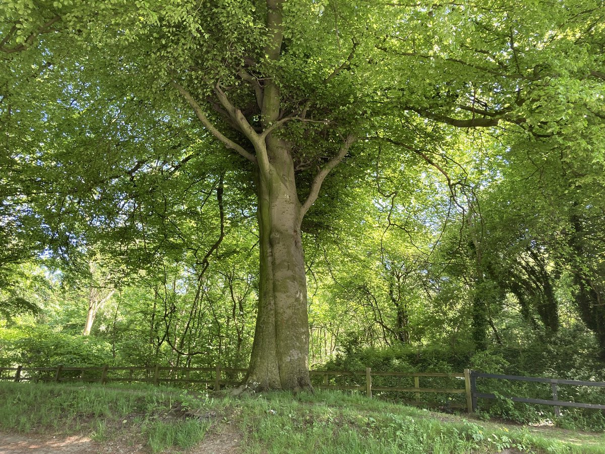 wurdsmyth's tweet photo. QT with a picture of a tree taken by you…
(My favourite tree. It’s epic and gorgeous, two trees that have grown together with magical boughs. One day I’ll write a story about this tree!)
#HelloTree 💚 https://t.co/q6vJJUWLtH