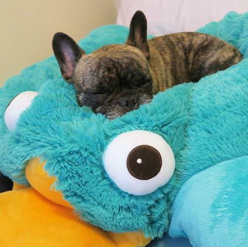 Perry The Platypus Pillow Pet appreciation post