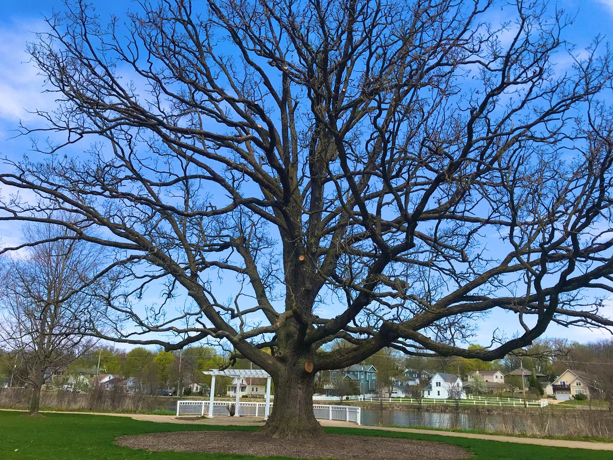 Mighty Burr Oak…..St. Charles, IL