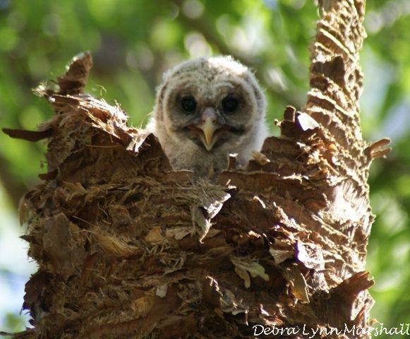#babyowlintree #babyowl #owlet #birds #animals #wildlife #treeishome #socute #wildlifephotography #photography #LOVE #Florida
