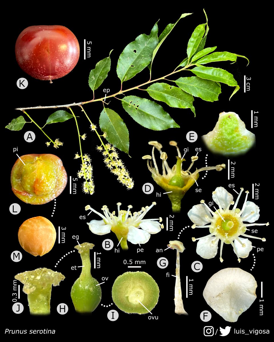 Prunus serotina (Rosaceae)
#botany #flowers #taxonomy #plants