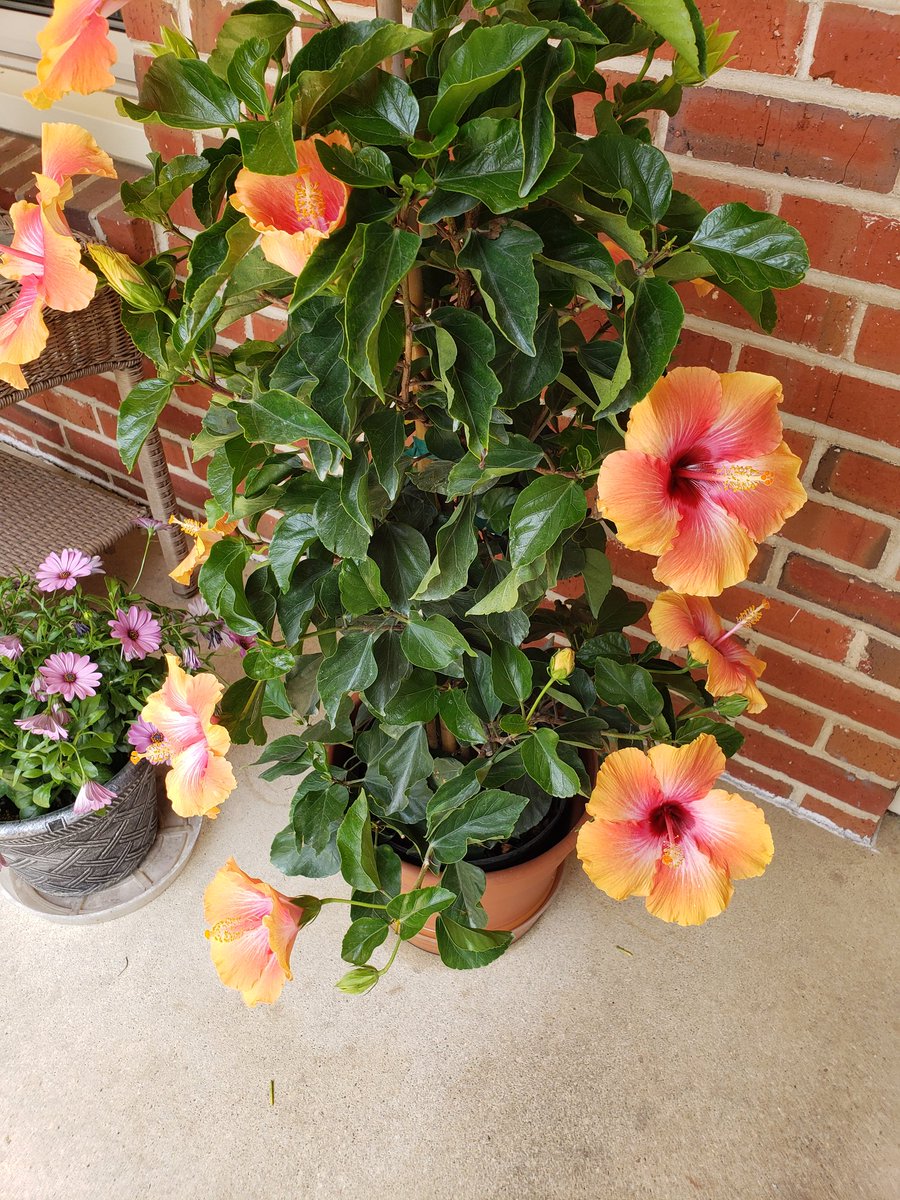don_levitsky's tweet photo. Hibiscus in bloom on Haral Place https://t.co/ejJiZuYwDA