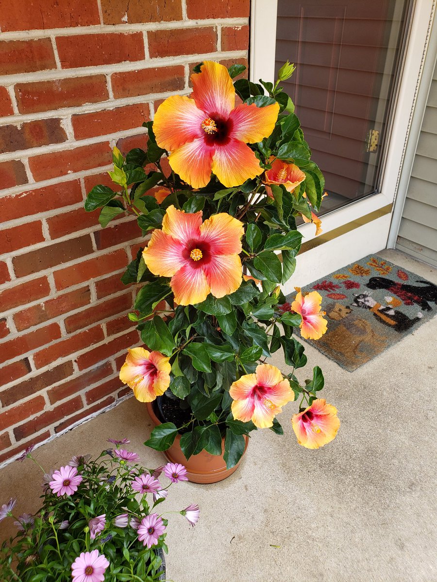 don_levitsky's tweet photo. Hibiscus in bloom on Haral Place https://t.co/ejJiZuYwDA