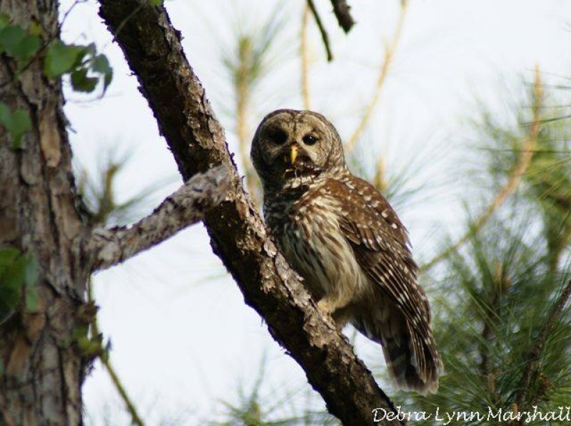 BeautyofFL's tweet photo. #owl #crawfishinmouth #feedingowlets #birds #trees #animals #wildlife #wildlifephotography #birdphotography #lookingatme #LOVE https://t.co/F0SpbYNFPC