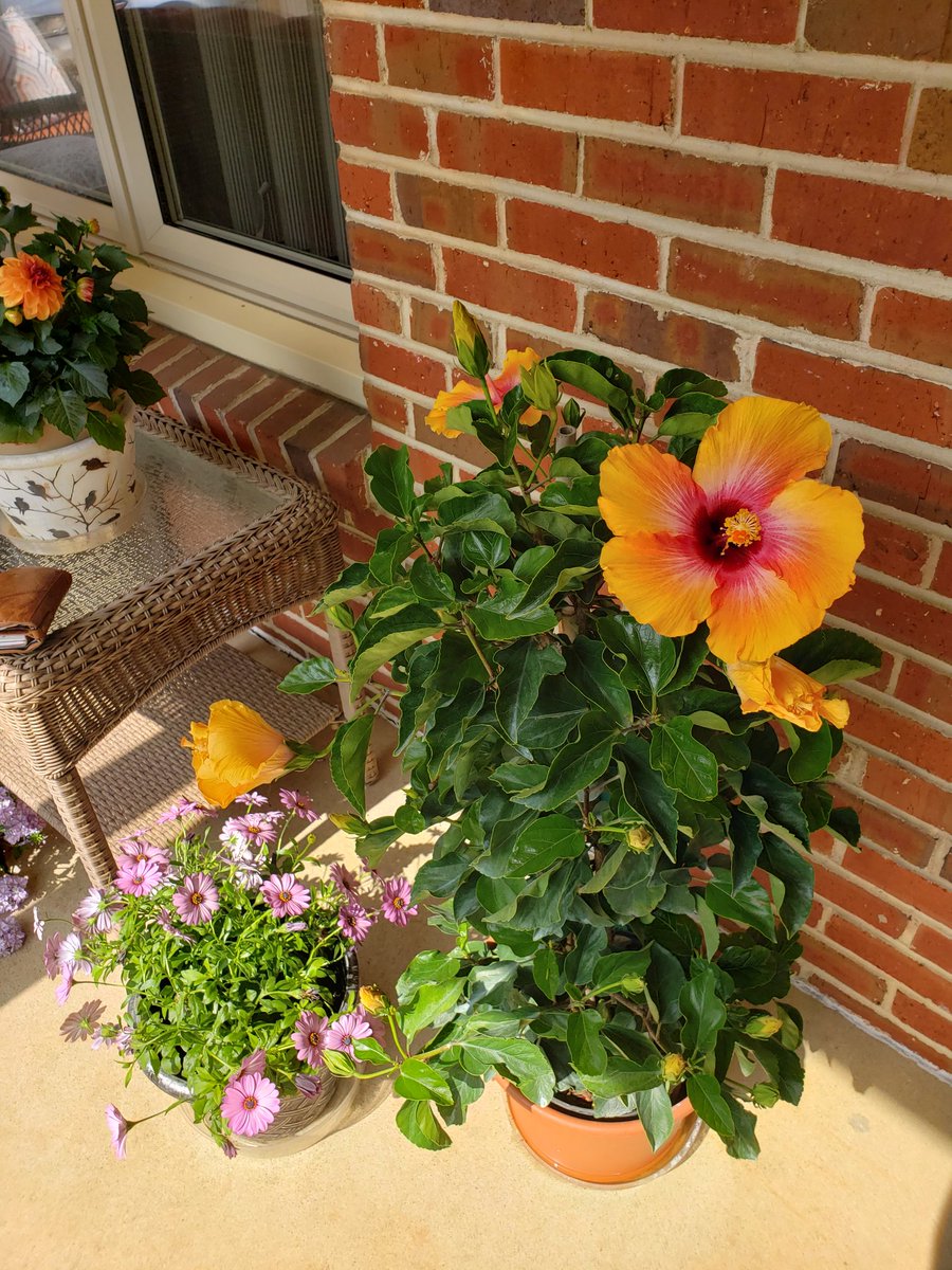 don_levitsky's tweet photo. Hibiscus in bloom on Haral Place https://t.co/ejJiZuYwDA