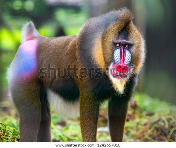 lijuana56's tweet photo. #sendmonkey le mandrill,c'est rafiki dans le roi Lion 😁. Ils sont originaires d'Afrique. Ce sont des animaux plutôt terrestres et ils sont omnivores, mais 90% de leur alimentation est faite de fruits et de graines . 
1/ https://t.co/a4vbbC0vWF