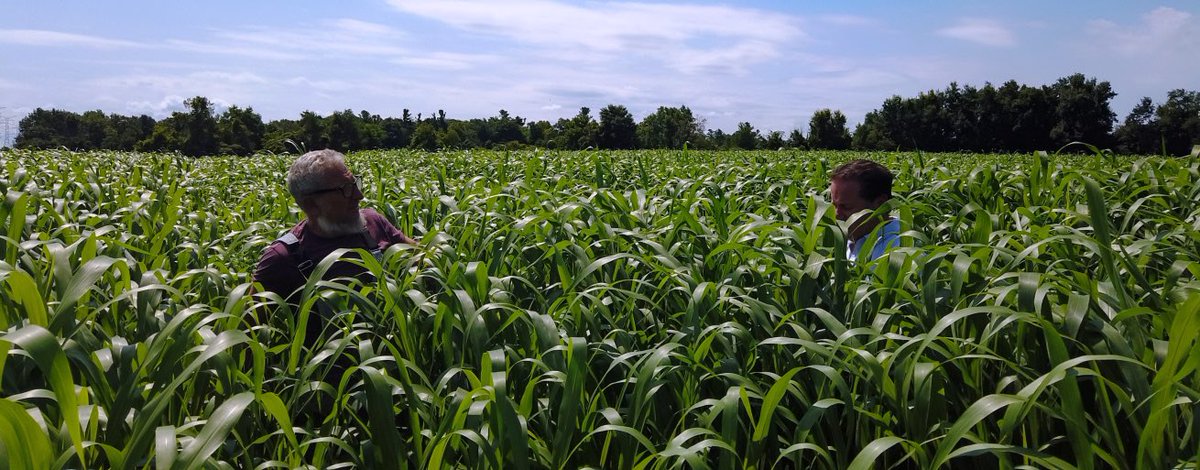 As soil temperatures increase in late-May, we are approaching the appropriate time to seed sudangrass. Consider sudangrass to provide extra forage year, or to use as a nurse crop for alfalfa-grass seedings.
Refer to the Quality Seeds Blog at qualityseeds.ca/post/sudangras…
