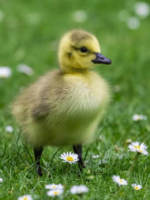 Spring time 🌸

#ducks #ducksunlimited #DucksOfInstagram #duckseason #duckscarves #ducksinarow #ducksquad #ducksofig #Ducksoftwitter #ducksoup #ducksflytogether #ducksfootball #duckshooting #duckswin #ducksarethebest #duckshirt #ducksauce #duckseason2023