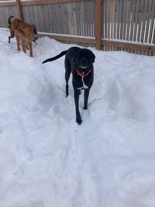 prairiesedgehs's tweet photo. Mardi is a 7 year old female retriever mix. She is happy to join in on family fun or just lounge on the couch. She would do well in many types of homes. 
Her adoption fee is $250 plus sales tax.  Please submit an adoption application if you would like to meet her. https://t.co/SV1T0FA3Ey