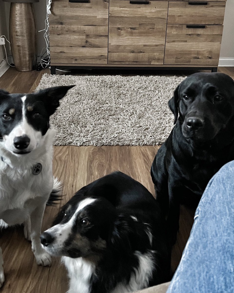 hopper68's tweet image. After last Mondays murder of Marshall and Millions I couldn’t wait to  see my own 3 dogs after 24 days offshore .. Meg, Gracie and Bonnie .. #JusticeForMarshallandMillions