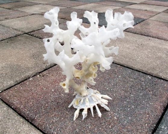 today i learned about carrier shells, which are the shells of Xenophorid snails who cement little bits of seastuff together into a charming mobile home of garbage