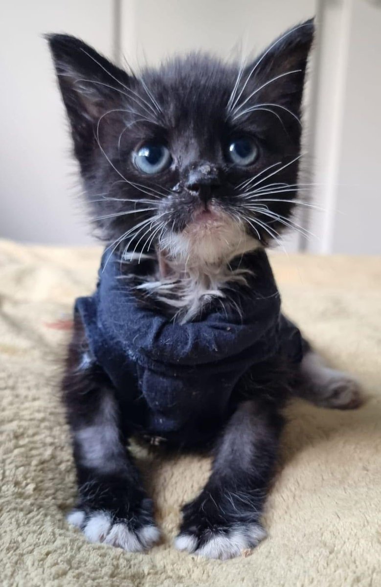 Bradford Cat Watch Rescue on Twitter "Cheeky Roger has been with us at Bradford Cat Watch