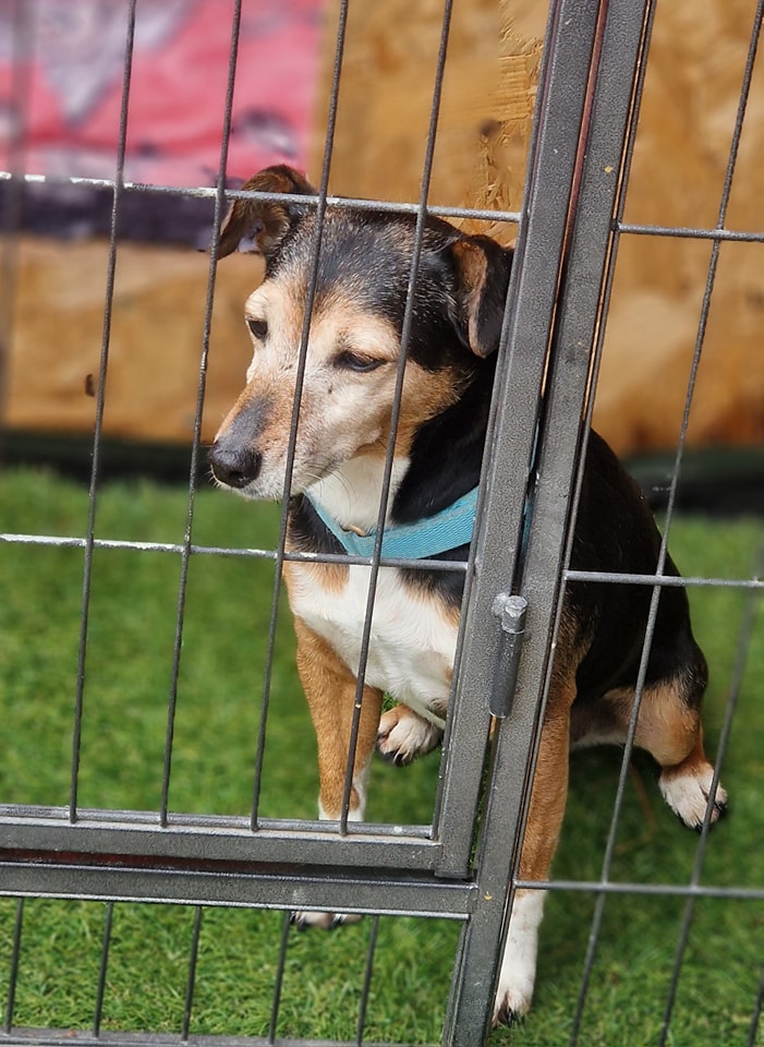 AdoptionsUk's tweet photo. Urgent, please retweet to help Gypsy find a home #SUSSEX #UK 
Aged 9, she has an injury to her neck. The shelter is full so she is in an emergency 'hut'. 
She needs an adult home as the only pet. 
Please give her an extra share 💔 
DETAILS or APPLY https://t.co/gZw4FTz27w 
#dogs https://t.co/tRNUVuP4rT