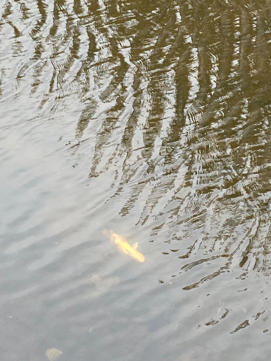 monctongreens's tweet photo. @CityofMoncton something happened in the water at Centennial Pk! 😳 https://t.co/ar9DdKnyxq
