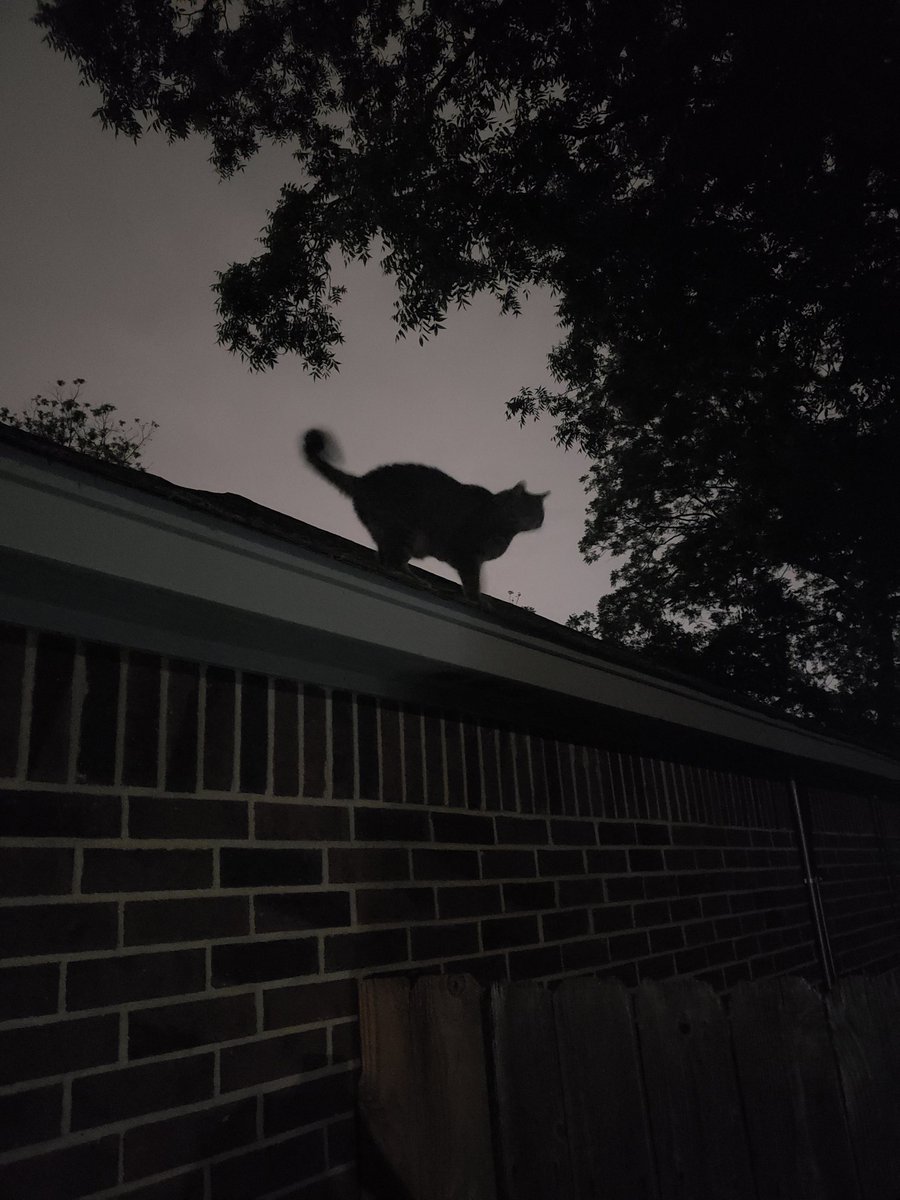Praise be to roof cat