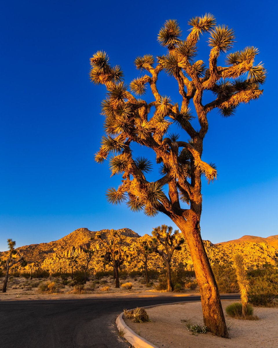 Joshua Tree at Sunrise #joshuatreenationalpark #joshuatree