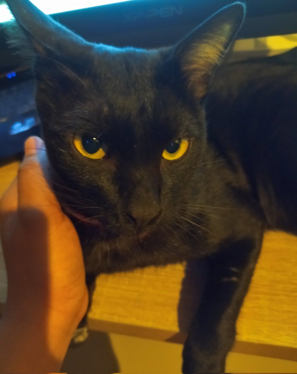 yaying____s's tweet photo. The desk was seized by Thongdum!Thongdum helps raise kittens all day long!! 😂 A warm and kind brother. Awwwww🐈‍⬛🖤
#lovecats https://t.co/osMJw3EeZ5