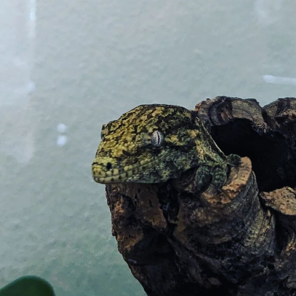 Rosemary sometimes gives you that primal, piercing look that makes her look a lot like Blue from Jurassic World.
#rachodactylusleachianus #moro #velociraptor #smartgirl #nobadraptorsonlybadowners instagr.am/p/CsRpUyALaIL/